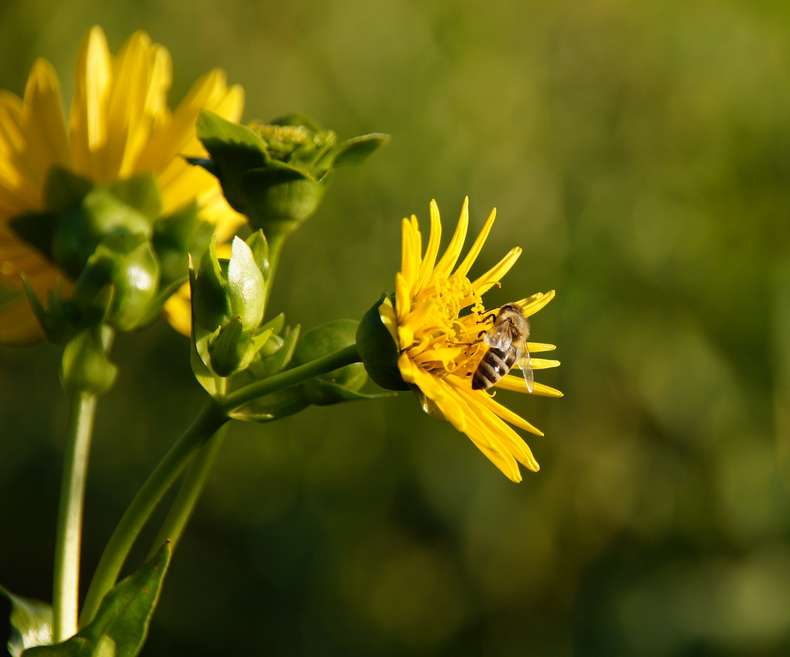 Gelbe Blume mit Biene Durchwachsene Silphie als Alternative zu herkömmlichem Zellstoff aus Holz