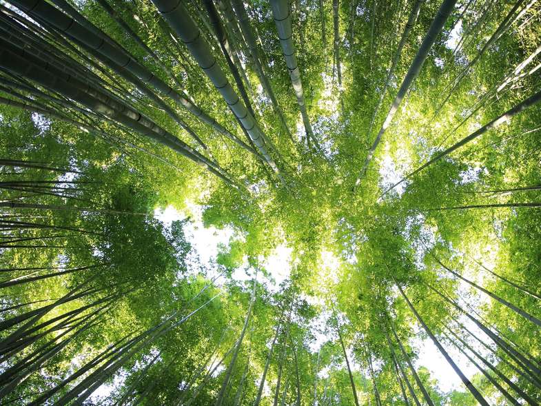 Waldausschnitt in Froschperspektive - Blauer Engel Zertifizierung Druckerei