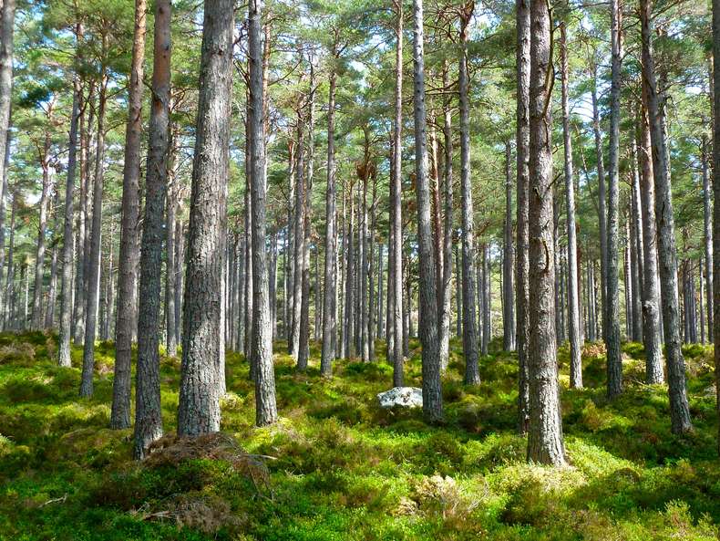 Waldausschnitt mit moosbedecktem Boden - Blauer Engel Zertifizierung Druckerei