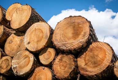 Holzstaemme