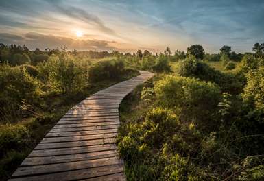 Bretterweg in Naturlandschaft in Dämmerung - Klimaneutraler Druck