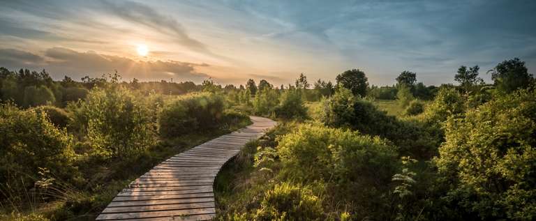 Bretterweg in Naturlandschaft in Dämmerung - Klimaneutraler Druck