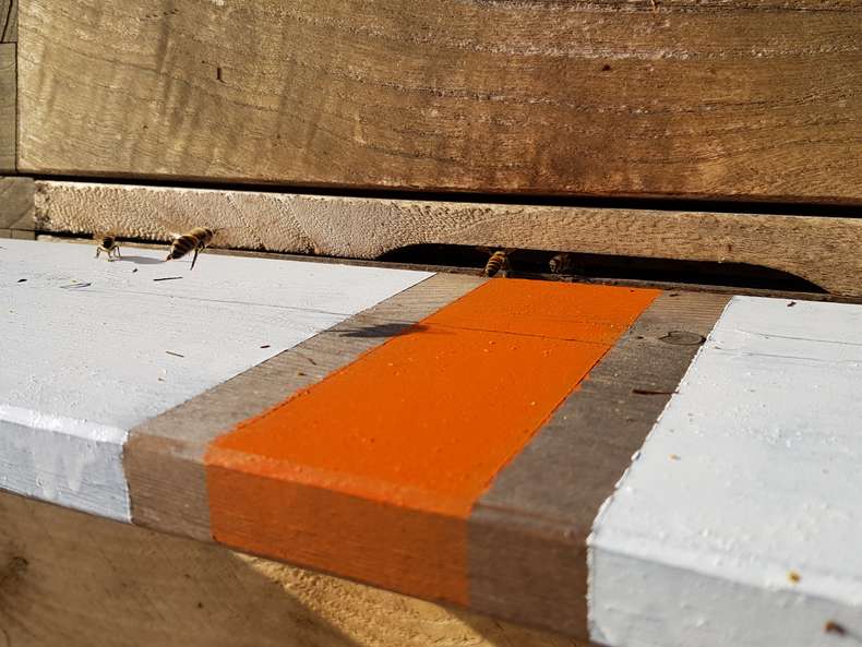Goldfriede Bienen-2 bei Langebartes + Jürgens Hamburg GmbH