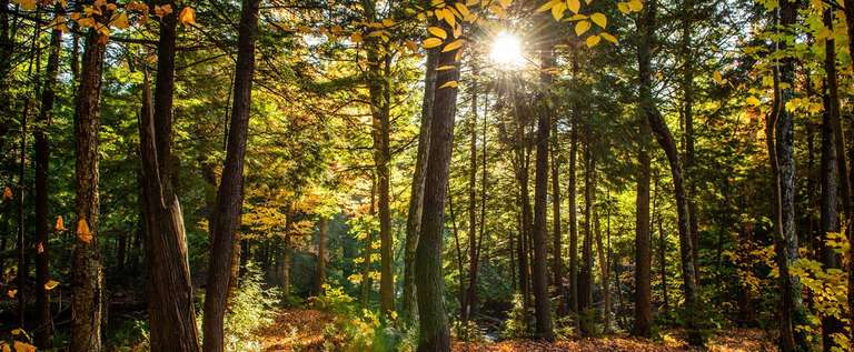 Waldausschnitt mit grün-gelben Blättern und einfallender Sonne – Umweltdruckerei