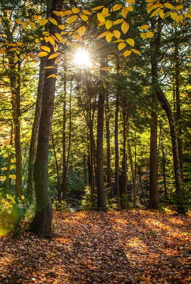 Grüne Druckprodukte bei der Umweltdruckerei Waldausschnitt mit grün-gelben Blättern und einfallender Sonne – Umweltdruckerei