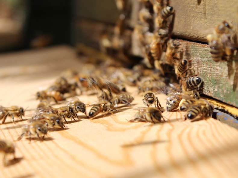 Goldfriede Bienen bei Langebartes + Jürgens Hamburg GmbH